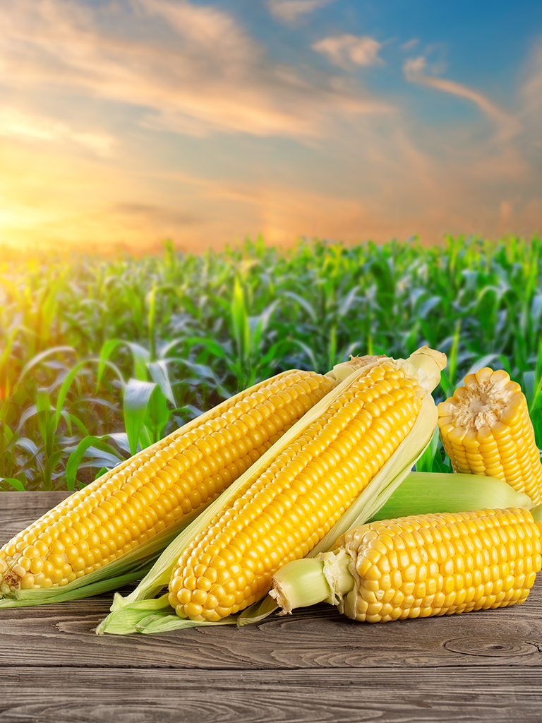 Corn